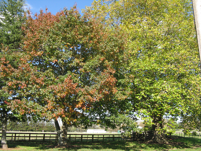Silver maple- Cambridge Tree Trust